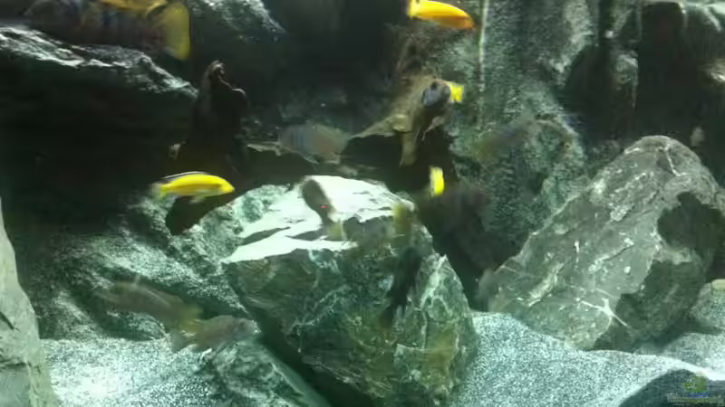 Besatz im Aquarium Malawi 450 von Christoph Müller (19)