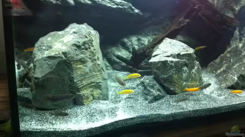 Besatz im Aquarium Malawi 450 von Christoph Müller (20)