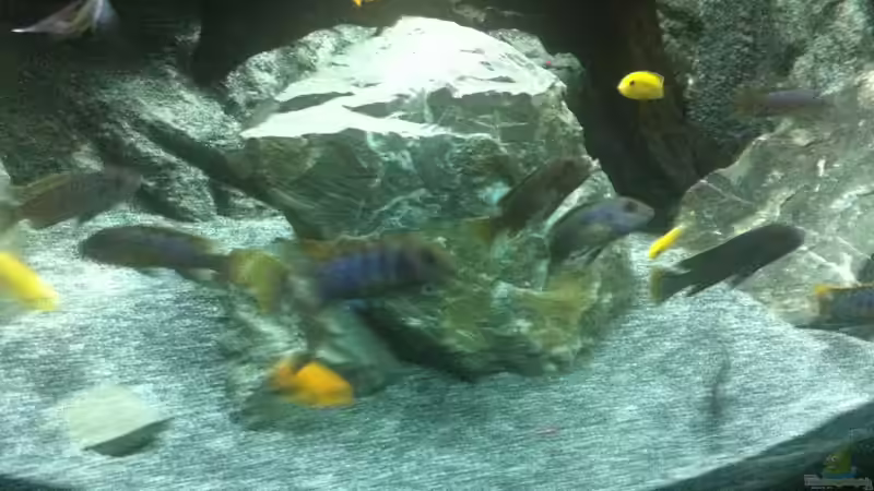 Besatz im Aquarium Malawi 450 von Christoph Müller (21)