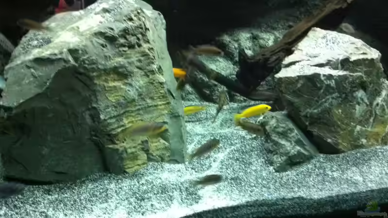 Besatz im Aquarium Malawi 450 von Christoph Müller (22)