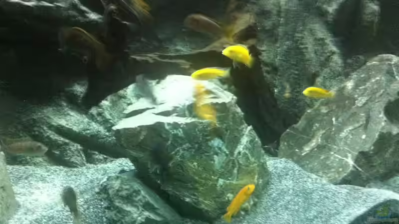 Besatz im Aquarium Malawi 450 von Christoph Müller (23)