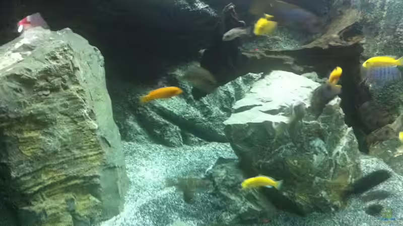 Besatz im Aquarium Malawi 450 von Christoph Müller (24)