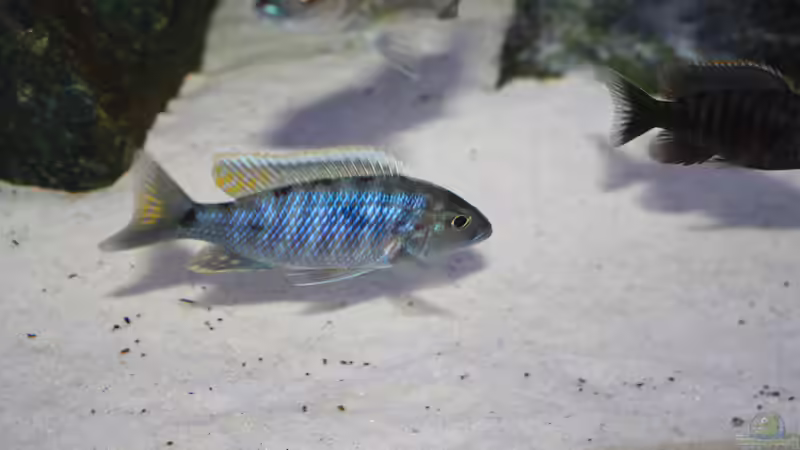 Besatz im Aquarium Malawi 576l von Timo Ewert (10)