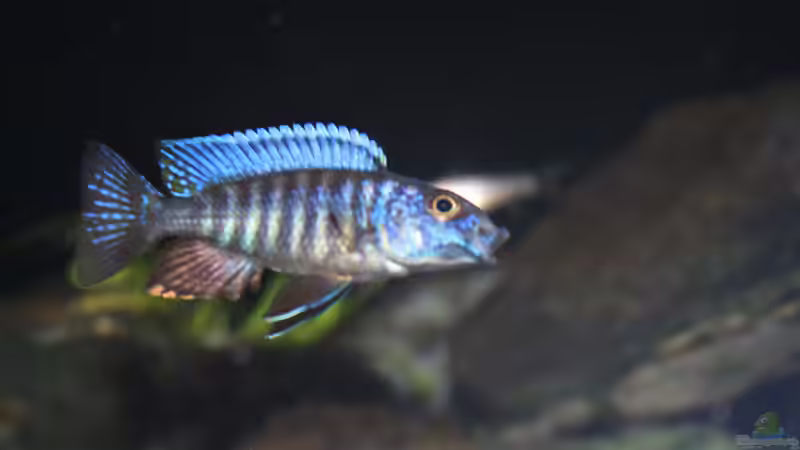 Besatz im Aquarium Malawi 576l von Timo Ewert (11)