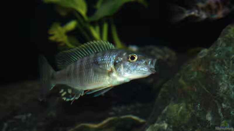 Besatz im Aquarium Malawi 576l von Timo Ewert (12)