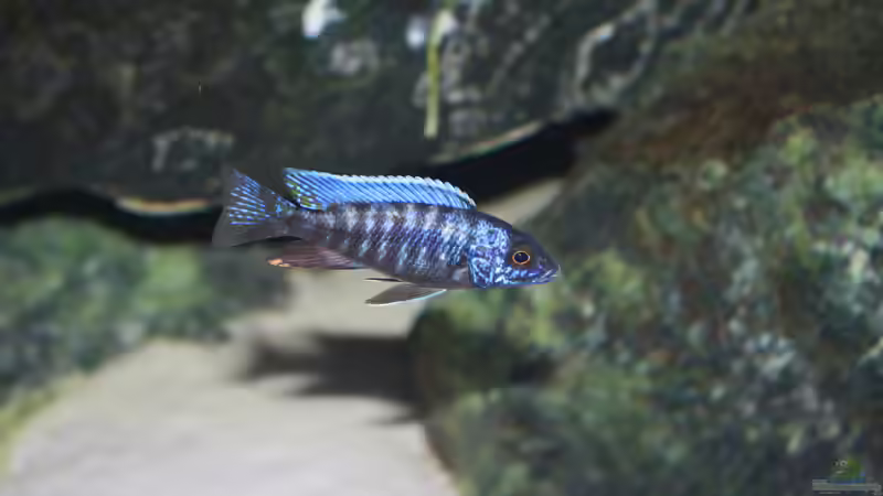 Besatz im Aquarium Malawi 576l von Timo Ewert (13)