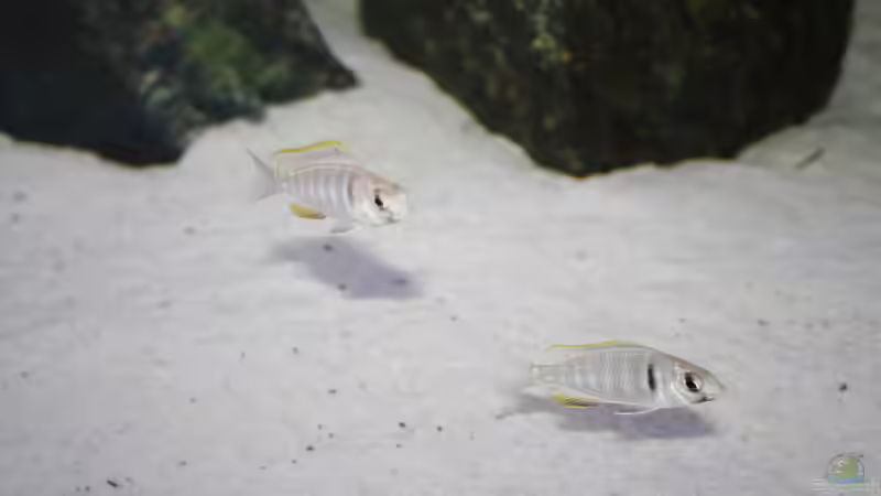 Besatz im Aquarium Malawi 576l von Timo Ewert (14)