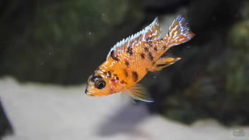 Besatz im Aquarium Malawi 576l von Timo Ewert (16)