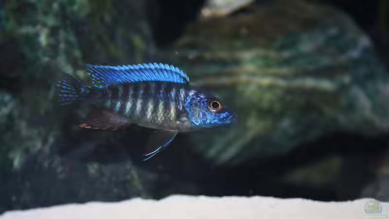 Besatz im Aquarium Malawi 576l von Timo Ewert (17)