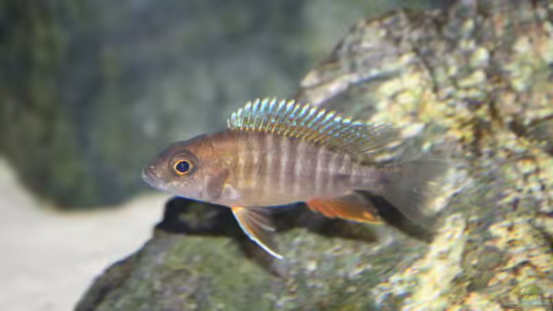 Besatz im Aquarium Malawi 576l von Timo Ewert (19)