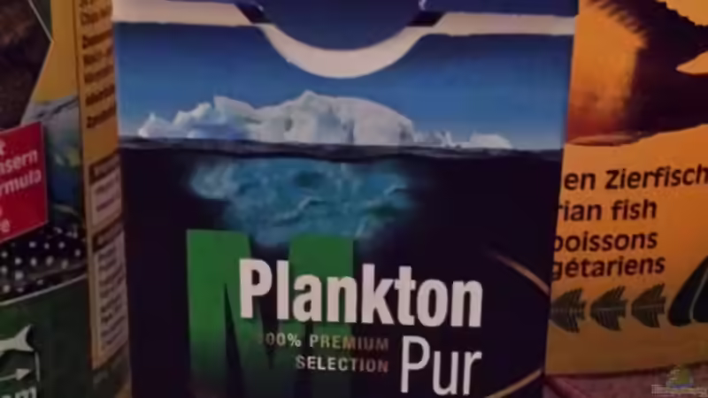 Besatz im Aquarium Malawi african sea or &quot;Der Mühe Lohn&quot; von Thomas u. Gabriele P. (74)