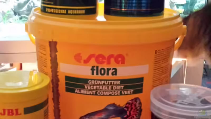 Besatz im Aquarium Malawi african sea or &quot;Der Mühe Lohn&quot; von Thomas u. Gabriele P. (75)