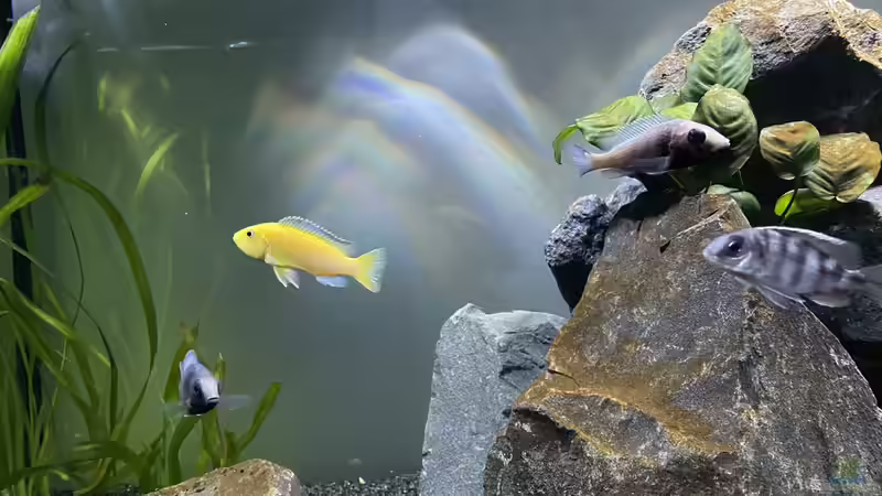 Besatz im Aquarium Malawi Aquarium Mbuna/ Nonmbuna von Stephan Senger (10)