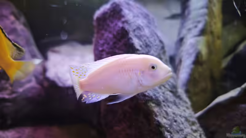Besatz im Aquarium Malawi Barschbecken von Midgard (13)
