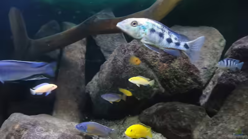 Besatz im Aquarium Malawi Barschbecken von Midgard (13)