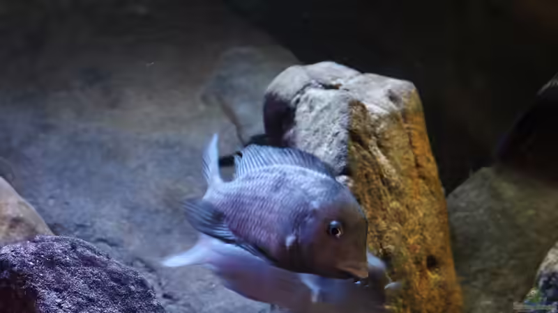 Besatz im Aquarium Malawi Barschbecken von Midgard (16)