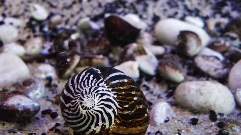 Besatz im Aquarium Malawi Barschbecken von Midgard (19)