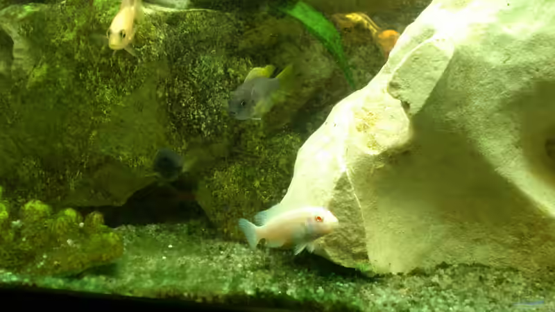 Besatz im Aquarium Malawi Barsche von Alsi (62)