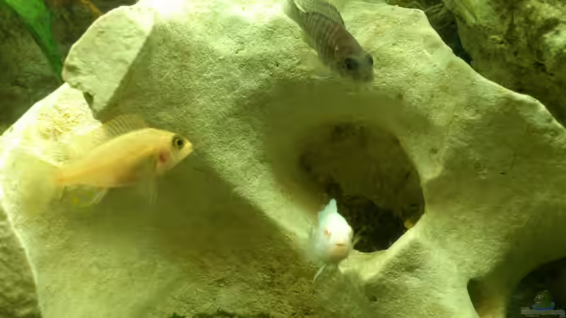 Besatz im Aquarium Malawi Barsche von Alsi (64)