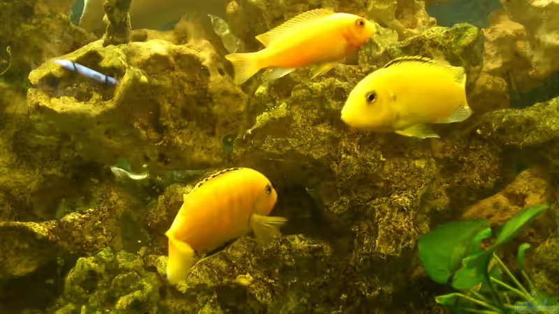 Besatz im Aquarium Malawi Barsche von Alsi (66)