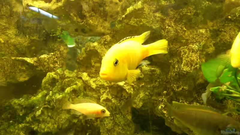 Besatz im Aquarium Malawi Barsche von Alsi (67)