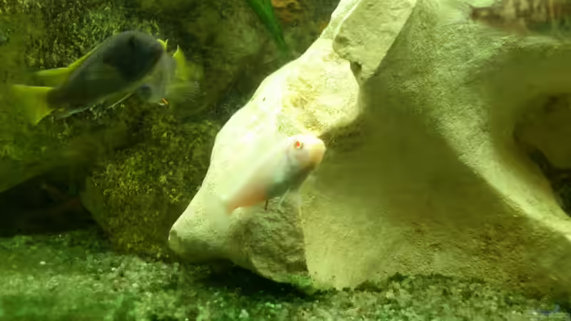 Besatz im Aquarium Malawi Barsche von Alsi (69)