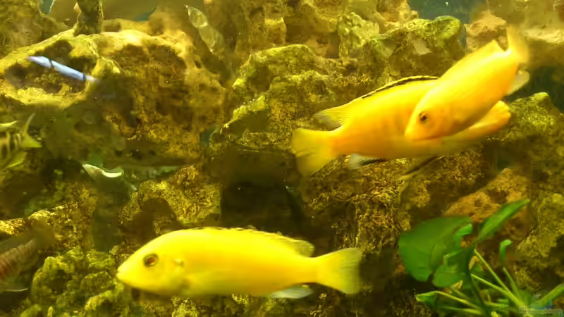 Besatz im Aquarium Malawi Barsche von Alsi (70)