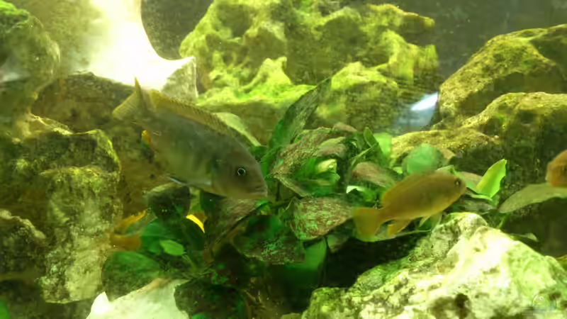 Besatz im Aquarium Malawi Barsche von Alsi (71)