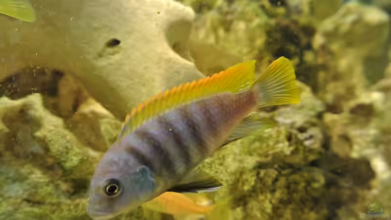 Besatz im Aquarium Malawi Barsche von Alsi (75)