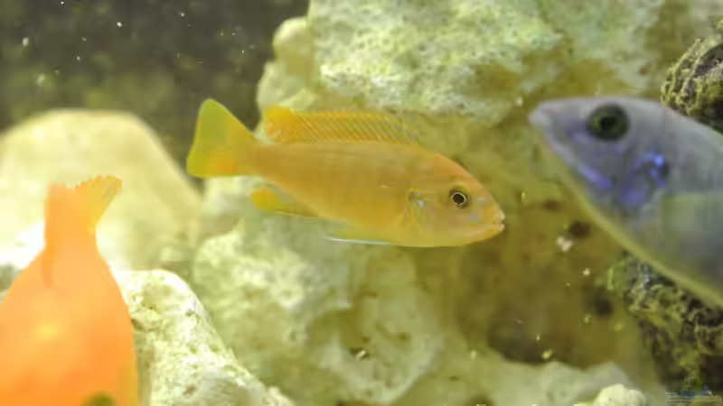 Besatz im Aquarium Malawi Barsche von Alsi (76)