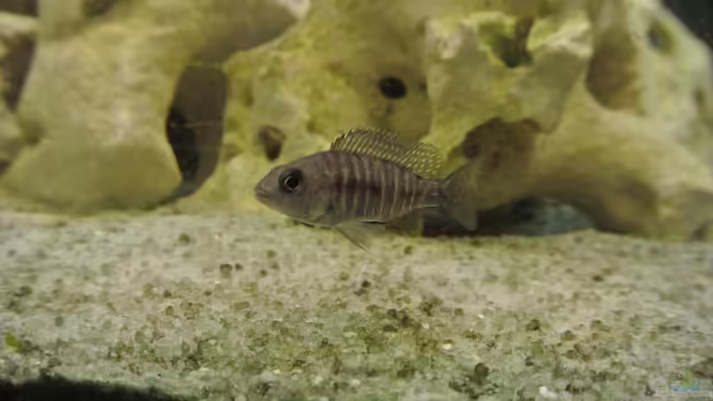 Besatz im Aquarium Malawi Barsche von Alsi (77)