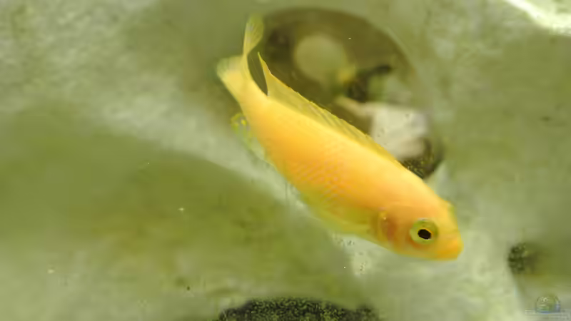 Besatz im Aquarium Malawi Barsche von Alsi (78)