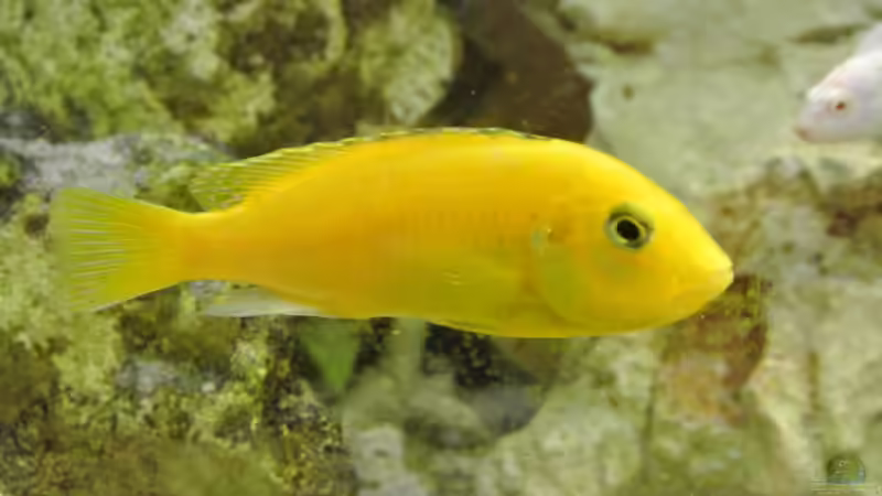 Besatz im Aquarium Malawi Barsche von Alsi (79)