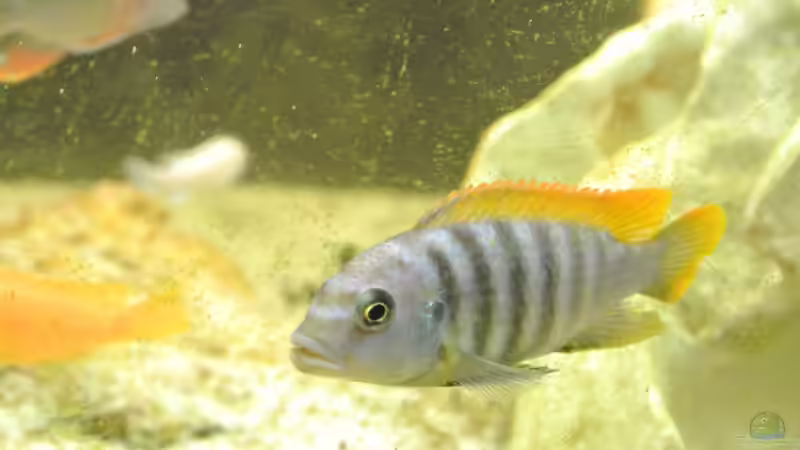 Besatz im Aquarium Malawi Barsche von Alsi (80)