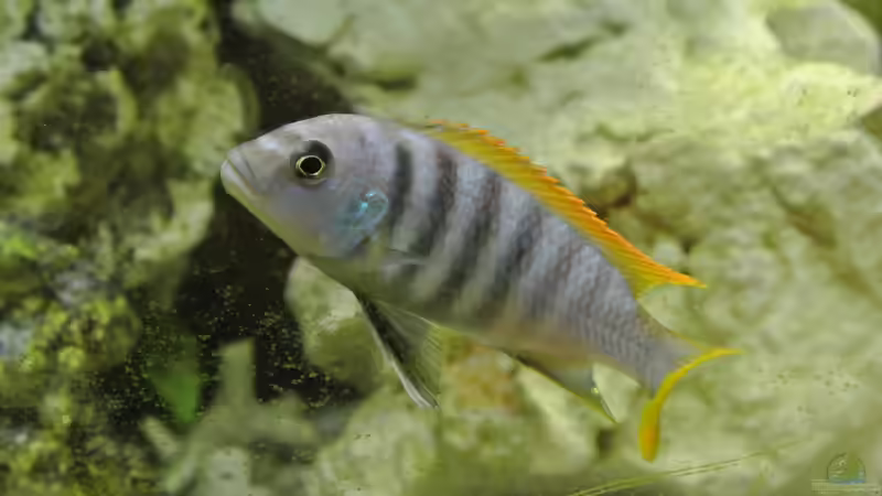 Besatz im Aquarium Malawi Barsche von Alsi (81)