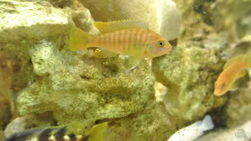 Besatz im Aquarium Malawi Barsche von Alsi (82)