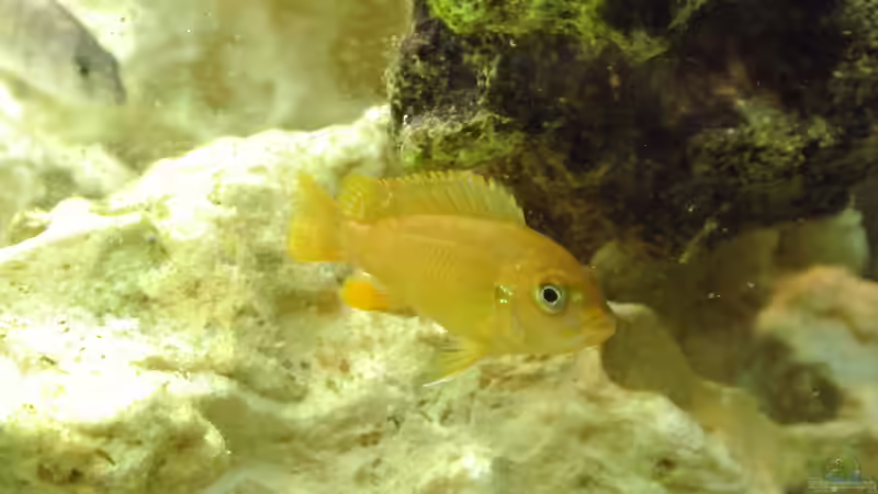 Besatz im Aquarium Malawi Barsche von Alsi (83)