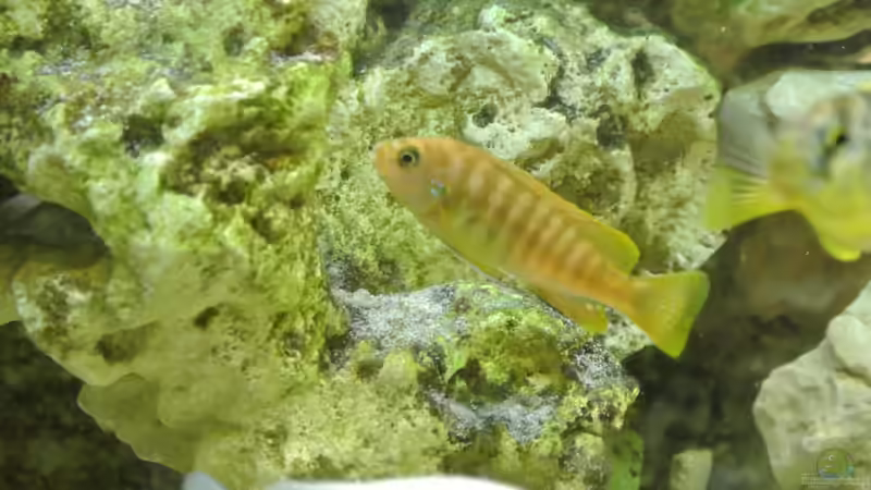 Besatz im Aquarium Malawi Barsche von Alsi (84)