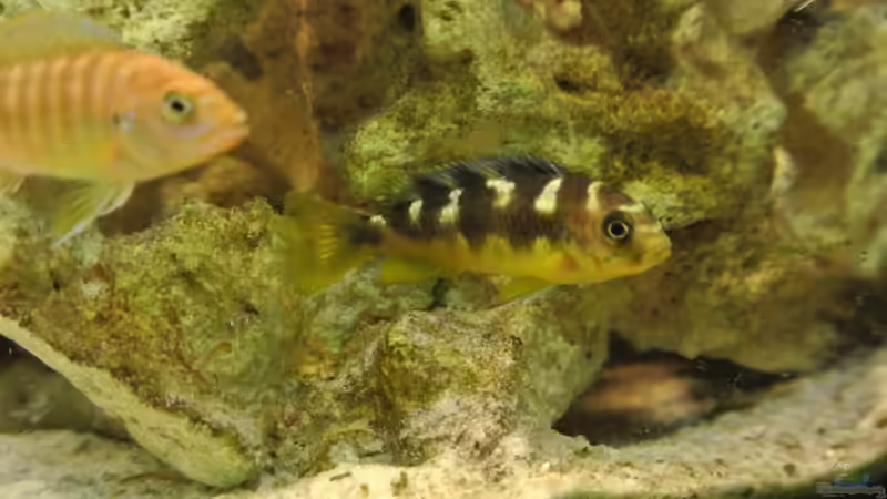 Besatz im Aquarium Malawi Barsche von Alsi (85)