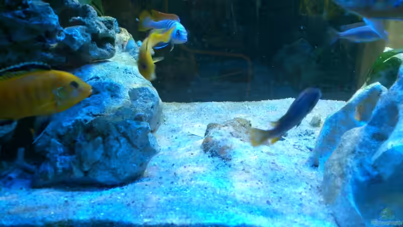 Besatz im Aquarium Malawi Barsche von Alsi (87)