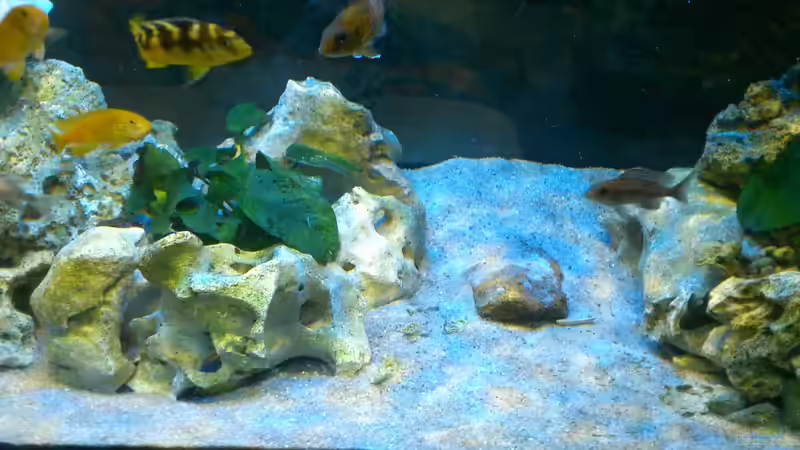 Besatz im Aquarium Malawi Barsche von Alsi (88)