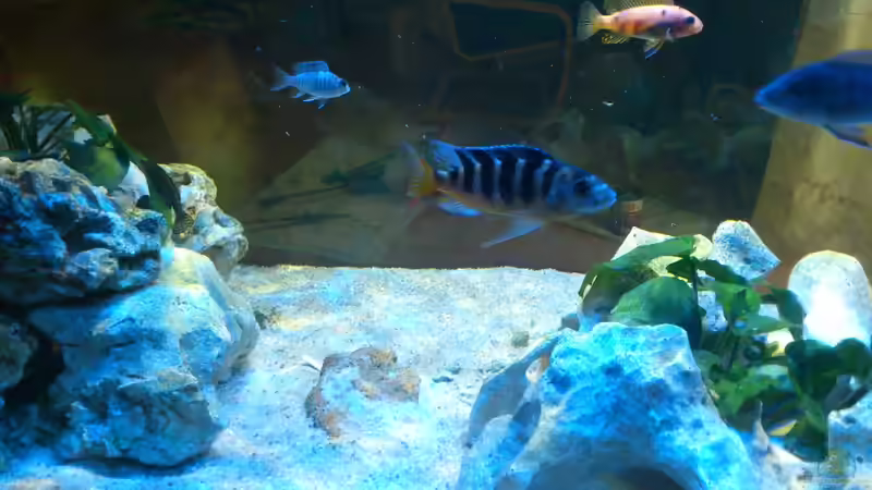 Besatz im Aquarium Malawi Barsche von Alsi (89)