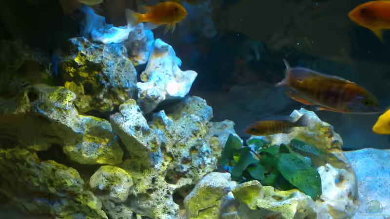 Besatz im Aquarium Malawi Barsche von Alsi (90)