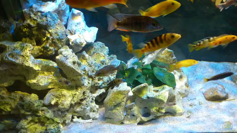 Besatz im Aquarium Malawi Barsche von Alsi (91)