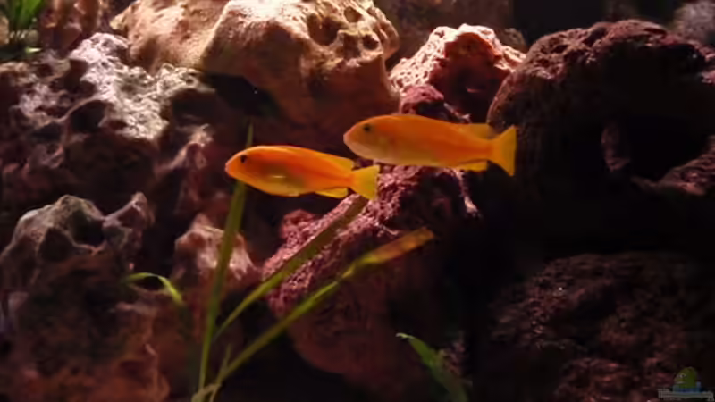 Besatz im Aquarium Malawi Becken 450 von MF80 (13)