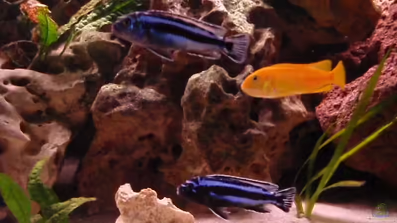 Besatz im Aquarium Malawi Becken 450 von MF80 (15)