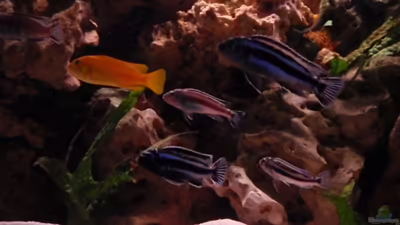 Besatz im Aquarium Malawi Becken 450 von MF80 (16)