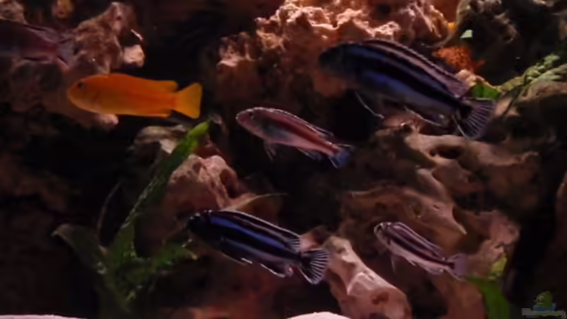 Besatz im Aquarium Malawi Becken 450 von MF80 (17)