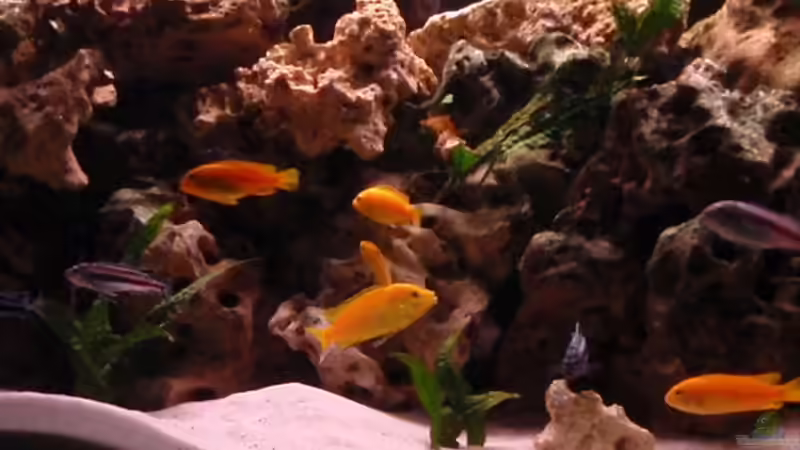 Besatz im Aquarium Malawi Becken 450 von MF80 (18)