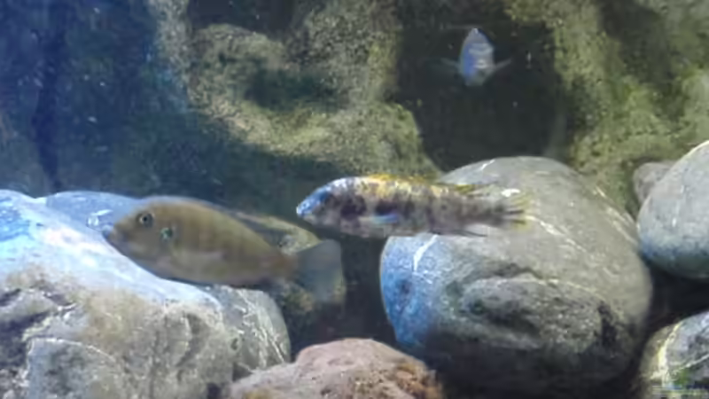 Besatz im Aquarium Malawi Becken 450 von MF80 (21)